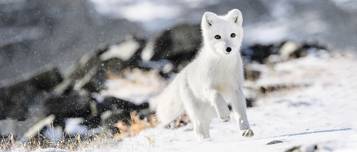 Ihre Klimaanlage klimaneutral installiert vom zertifizierten Fachbetrieb